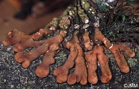 Attēlu rezultāti vaicājumam “Hypocreopsis lichenoides”