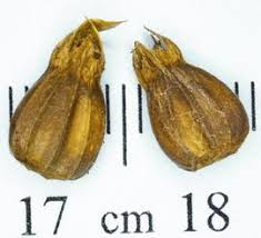 Attēlu rezultāti vaicājumam “Carpinus betulus fruit”