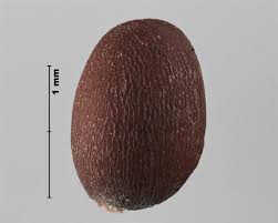 Attēlu rezultāti vaicājumam “Raphanus raphanistrum fruit”