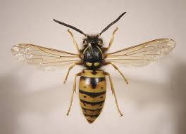 Attēlu rezultāti vaicājumam “Vespula rufa”