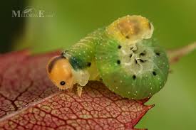 Attēlu rezultāti vaicājumam “Allantus cinctus”