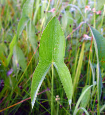 Attēlu rezultāti vaicājumam “Sagittaria sagittifolia leaf”