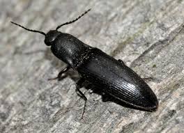 Attēlu rezultāti vaicājumam “Ectinus aterrimus”