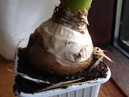 Attēlu rezultāti vaicājumam “Didymium annulisporum”