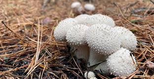 Attēlu rezultāti vaicājumam “fungi”