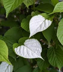 Attēlu rezultāti vaicājumam “Actinidia kolomikta”