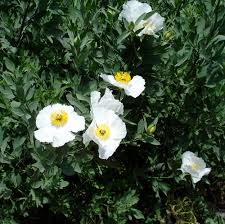 Image result for Romneya coulteri