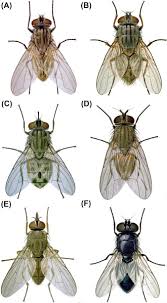 Attēlu rezultāti vaicājumam “Musca domestica”