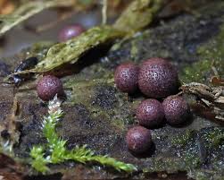 Attēlu rezultāti vaicājumam “Lycogala ustulatum macro”