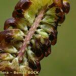 Attēlu rezultāti vaicājumam “Trifolium spadiceum fruit”