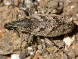 Attēlu rezultāti vaicājumam “Cleonis pigra”