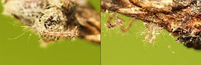 Attēlu rezultāti vaicājumam “Parascotia fuliginaria”