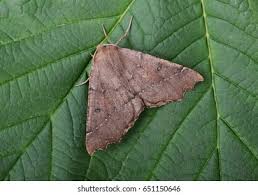 Attēlu rezultāti vaicājumam “Odontopera bidentata”