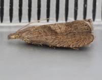 Attēlu rezultāti vaicājumam “Dichrorampha simpliciana”