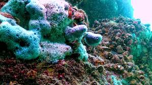 Attēlu rezultāti vaicājumam “Spongia”