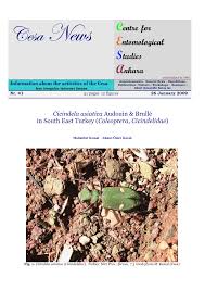 Attēlu rezultāti vaicājumam “Paramesus obtusifrons”