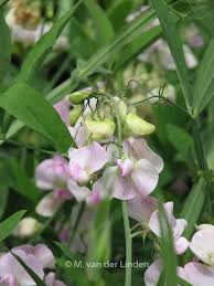 Attēlu rezultāti vaicājumam “Lathyrus latifolius”