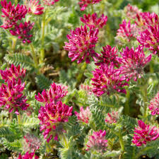 Image result for Anthyllis vulneraria rubra