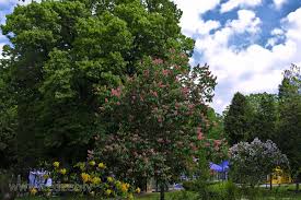 Attēlu rezultāti vaicājumam “Aesculus x hybrida flower”