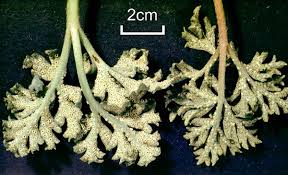 Attēlu rezultāti vaicājumam “Tranzschelia pruni-spinosae spores”