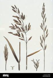 Attēlu rezultāti vaicājumam “Festuca pratensis”