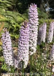 Attēlu rezultāti vaicājumam “Dactylorhiza fuchsii flower”