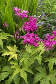 Attēlu rezultāti vaicājumam “Diderma radiatum young”