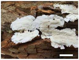 Attēlu rezultāti vaicājumam “Sidera lenis”