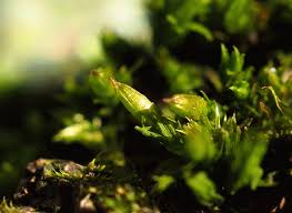 Attēlu rezultāti vaicājumam “Plagiothecium latebricola macro”