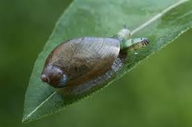 Attēlu rezultāti vaicājumam “Leucochloridium paradoxum”