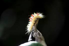 Attēlu rezultāti vaicājumam “Acronicta aceris larva”