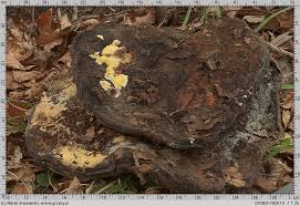 Attēlu rezultāti vaicājumam “Flaviporus citrinellus”