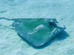 Image result for Hypanus longus