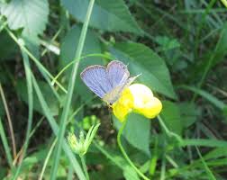 Attēlu rezultāti vaicājumam “Everes argiades underside”