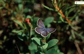 Attēlu rezultāti vaicājumam “Vacciniina optilete female”