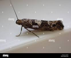 Attēlu rezultāti vaicājumam “Acrolepiopsis assectella”