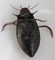 Attēlu rezultāti vaicājumam “Colymbetes paykulli”