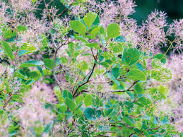Attēlu rezultāti vaicājumam “Cotinus coggygria flower”