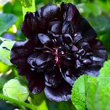 Image result for Alcea rosea nigra