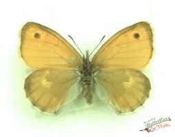 Attēlu rezultāti vaicājumam “Coenonympha pamphilus upperside”