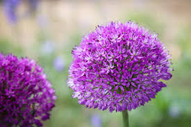 Image result for Zierlauch