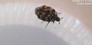 Attēlu rezultāti vaicājumam “Anthrenus sp.”