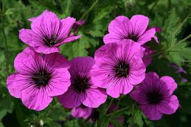 Attēlu rezultāti vaicājumam “Geranium sanguineum flower”
