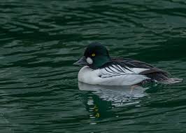 Attēlu rezultāti vaicājumam “Bucephala clangula”