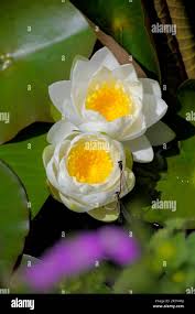Attēlu rezultāti vaicājumam “Nymphaea alba flower”