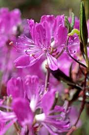 Attēlu rezultāti vaicājumam “Rhododendron canadense”