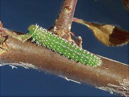 Attēlu rezultāti vaicājumam “Phronia sp. larva”