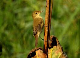 Attēlu rezultāti vaicājumam “Acrocephalus dumetorum”