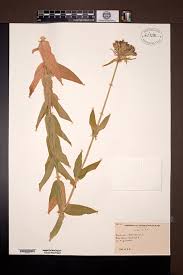 Attēlu rezultāti vaicājumam “Silene chalcedonica fruit”