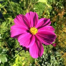 Image result for Cosmos bipinnatus